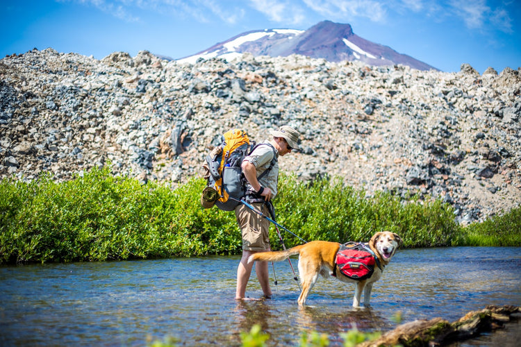 A man and his dog walking in a shallow stream